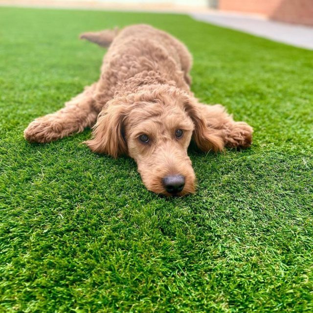 Dog playing on artificial grass.
