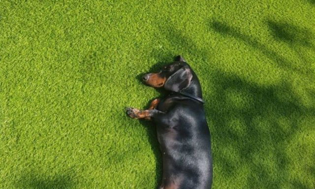 Sausage dog lying on grass.