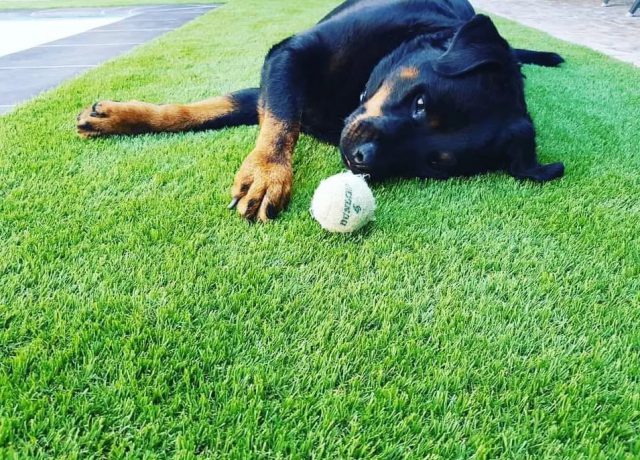 Dog playing on artificial grass.