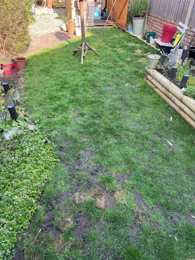 Before laying artificial grass.